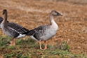 Bean Goose20170218_DSC8474