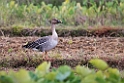 Bean goose20170215_DSC8406