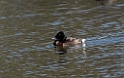 Bear's Pochard_DSC8533