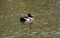 Bears Pochard_DSC8548