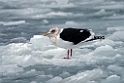 Black-tailed Gull20170207_DSC5763