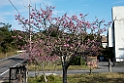 Cherry tree_DSC8422