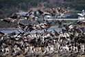 Cranes20170212_DSC7753