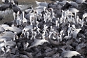 Cranes20170212_DSC7766