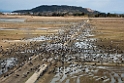 Cranes20170212_DSC7827