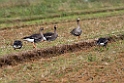 Greater White-fronted Goose20170218_DSC8472