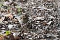 Grey Bunting20170214_DSC8332