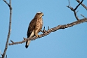 Grey-faced Buzzard20170216_DSC8452