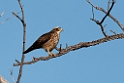 Grey-faced Buzzard20170216_DSC8456