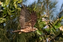 Grey-faced Buzzard20170216_DSC8462