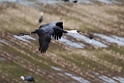 Hooded Crane20170212_DSC7773