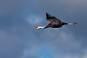 Hooded Crane20170212_DSC8117