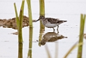 Long-toed stint20170215_DSC8354