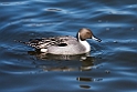 Pintail20170219_DSC8609