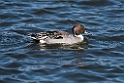 Pintail20170219_DSC8660