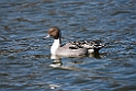 Pintail20170219_DSC8675