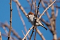 Russet Sparrow20170213_DSC8253