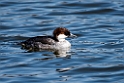 Smew201702019_DSC8681