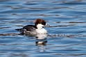 Smew20170219_DSC8690