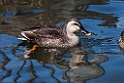 Spot-bill duck20170219_DSC8653