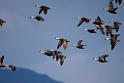 Spot-billed duck201702112_DSC8035