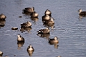 Spot-billed duck20170212_DSC7999