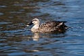 Spotbill duck20170217_DSC8705