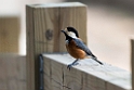 Varied tit20170214_DSC8339