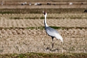 White-naped Crane201702012_DSC7915