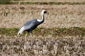 White-naped Crane20170212_DSC7900