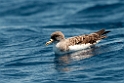 Corys  Shearwater.20100827_1577