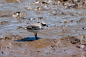 Greater ringed plover.201031aug_7917