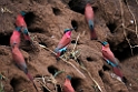 Carmine Bee-eater.20141114_1511