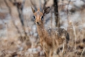 Damara Dik-Dik.20141110_0714