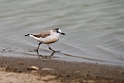 White-fronted Plover.20141105_0019