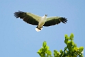 White-bellied Sea-eagle.08jul2009_2365