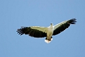 White-bellied Sea-eagle.08jul2009_2368