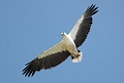 White-bellied Sea-eagle.08jul2009_2370