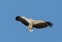 White-bellied Sea-eagle.08jul2009_2396
