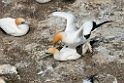 Australian Gannet.20121113_5364