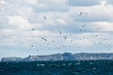 Australian Gannet.20121116_5686