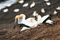 Australien Gannet.20121113_5311