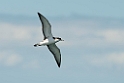 Buller's Shearwater.20121116_5636