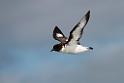 Cape Petrel.20121121_6235