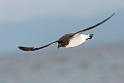 Cape Petrel.20121121_6278