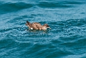 Fluttering Shearwater.20121116_5721