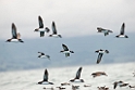 Hutton's Shearwater.20121121_6642