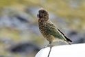 Kea.20121124_6791