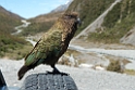 Kea.20121124_6862