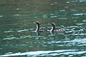 King Cormorant.20121120_5904